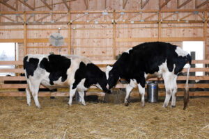 Holstein Heifers Wholesale 