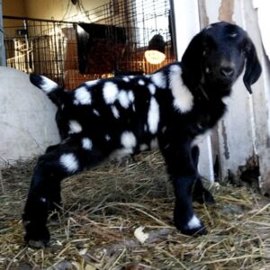 Boer Goats for Sale