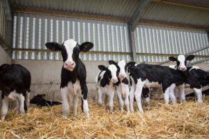 Holstein Heifers Bulls Distributors Worldwide