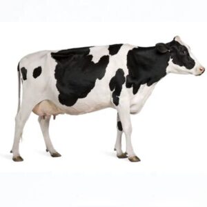 Holstein Heifers Wholesale