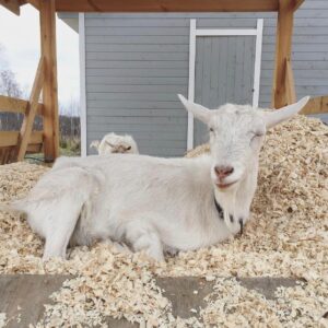 Saanen Goats Wholesale
