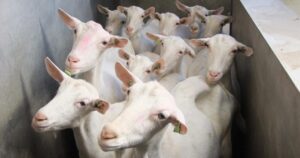Saanen Goats for Sale Online 